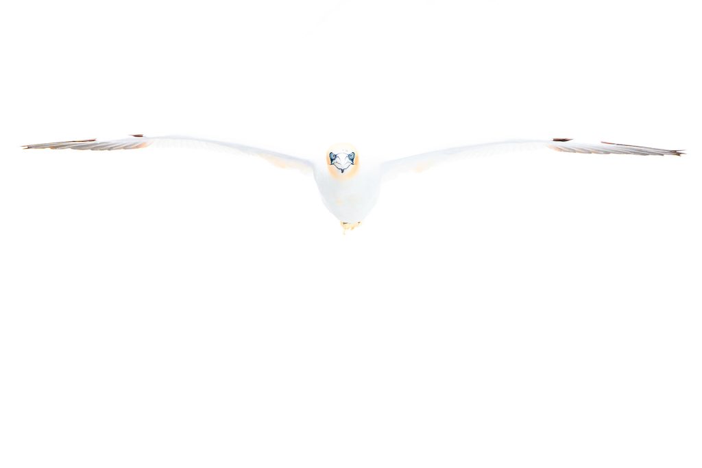 Roberto Boero - Sula bassana